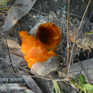 গাজরের সাউদার্ন ব্লাইট রোগ