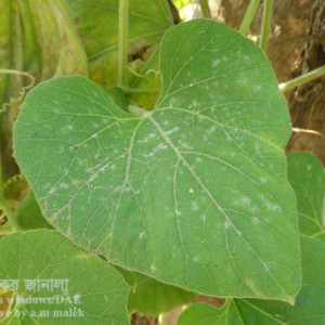 লাউয়ের পাউডারী মিলডিউ রোগ