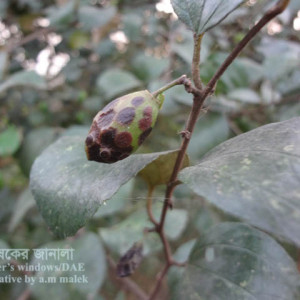 কুলের এনথ্রাকনোজ রোগ
